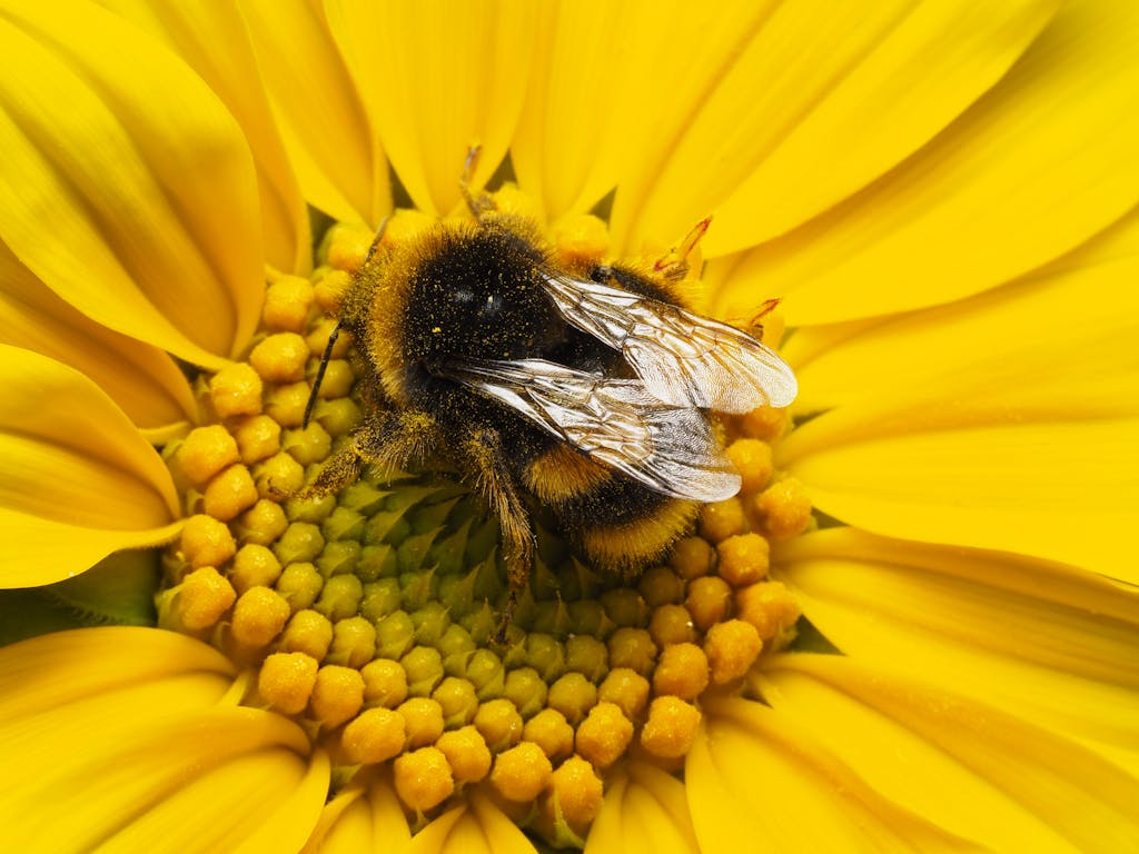 Detailed close-up of a bumblebee pollinating a vibrant yellow flower, showcasing nature's beauty.