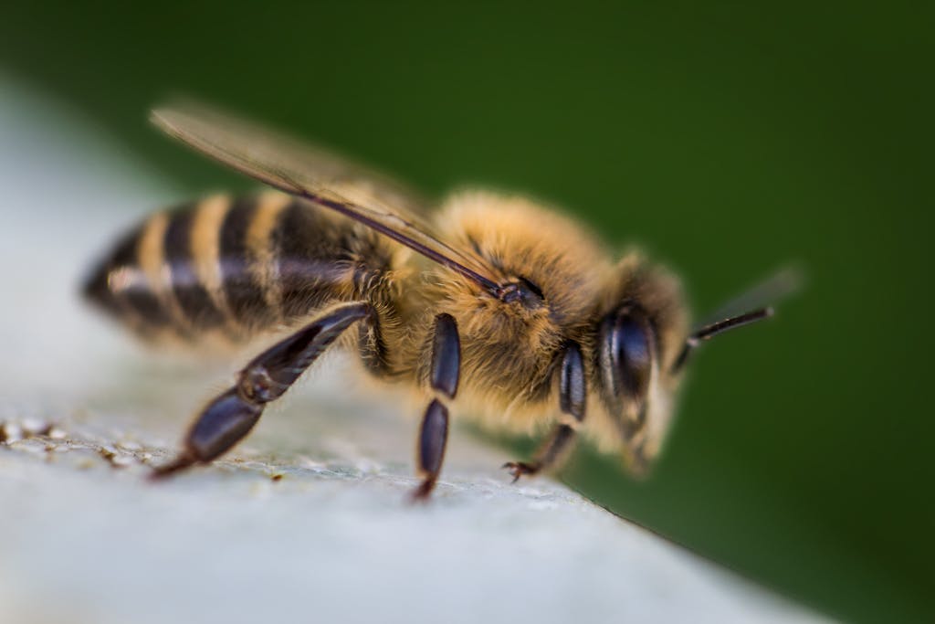 Detailed macro photograph of a honey bee showcasing texture and color.