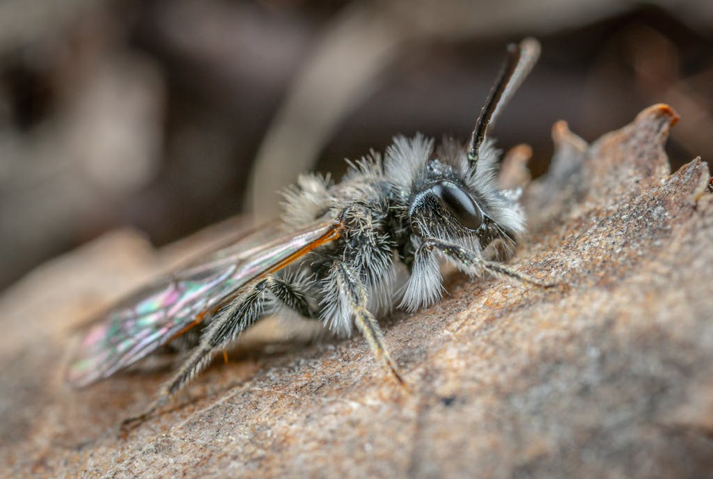 Detailed macro shot of an Andrena cineraria bee on a natural surface.